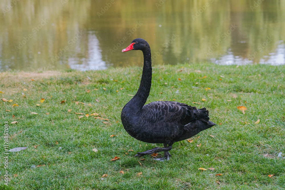 Black swan walking gracefully on the green grass near a serene lake in autumn afternoon light Black swan walking gracefully on the green grass near a serene lake in autumn afternoon light