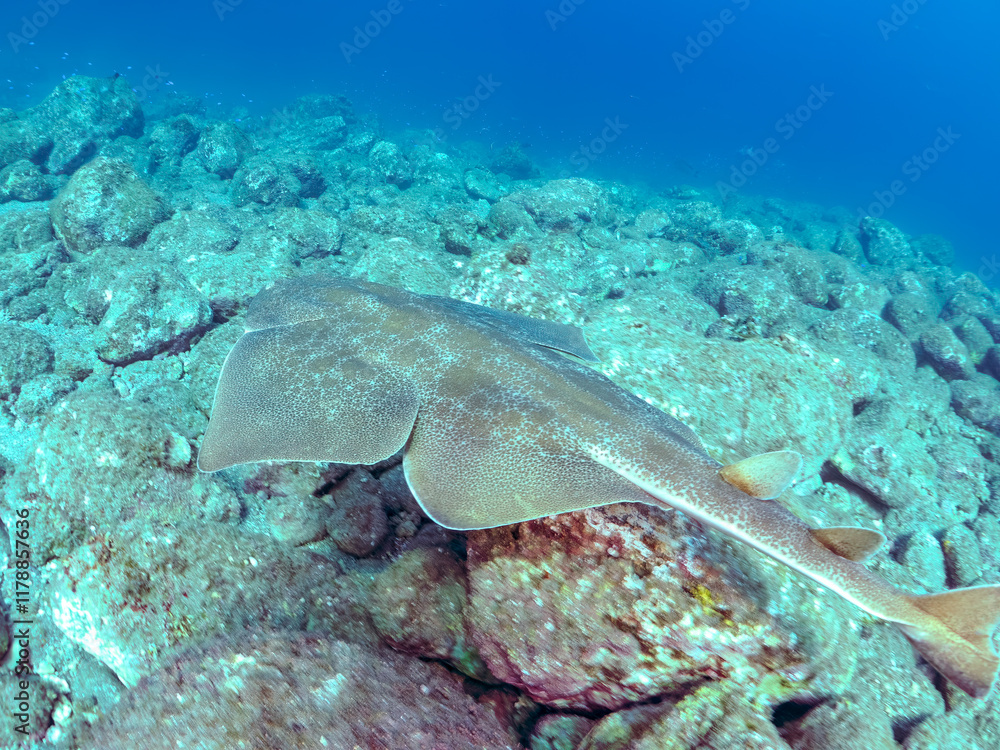 Naklejka premium ゆったり泳ぐ, 大きく美しいカスザメ(カスザメ科) 英名学名:Japanese Angelshark, Squatina japonica 静岡県伊豆半島賀茂郡南伊豆町中木ヒリゾ浜2024年