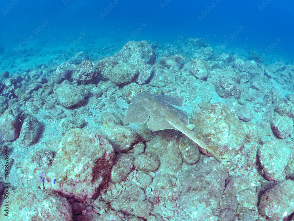 Fototapeta premium ゆったり泳ぐ, 大きく美しいカスザメ(カスザメ科) 英名学名:Japanese Angelshark, Squatina japonica 静岡県伊豆半島賀茂郡南伊豆町中木ヒリゾ浜2024年