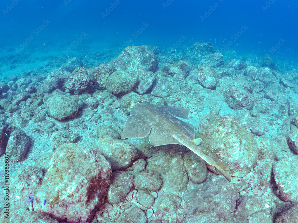 Fototapeta premium ゆったり泳ぐ, 大きく美しいカスザメ（カスザメ科） 英名学名：Japanese Angelshark, Squatina japonica 静岡県伊豆半島賀茂郡南伊豆町中木ヒリゾ浜2024年 