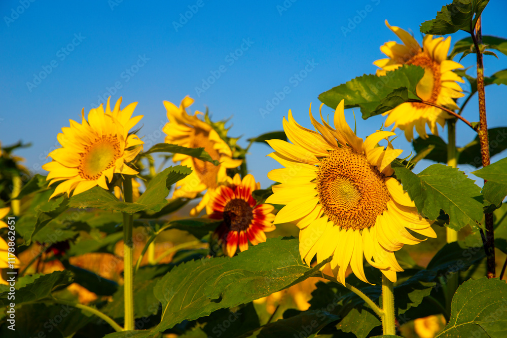field of blooming sunflowers on a background of blue sky field of blooming sunflowers on a background of blue sky