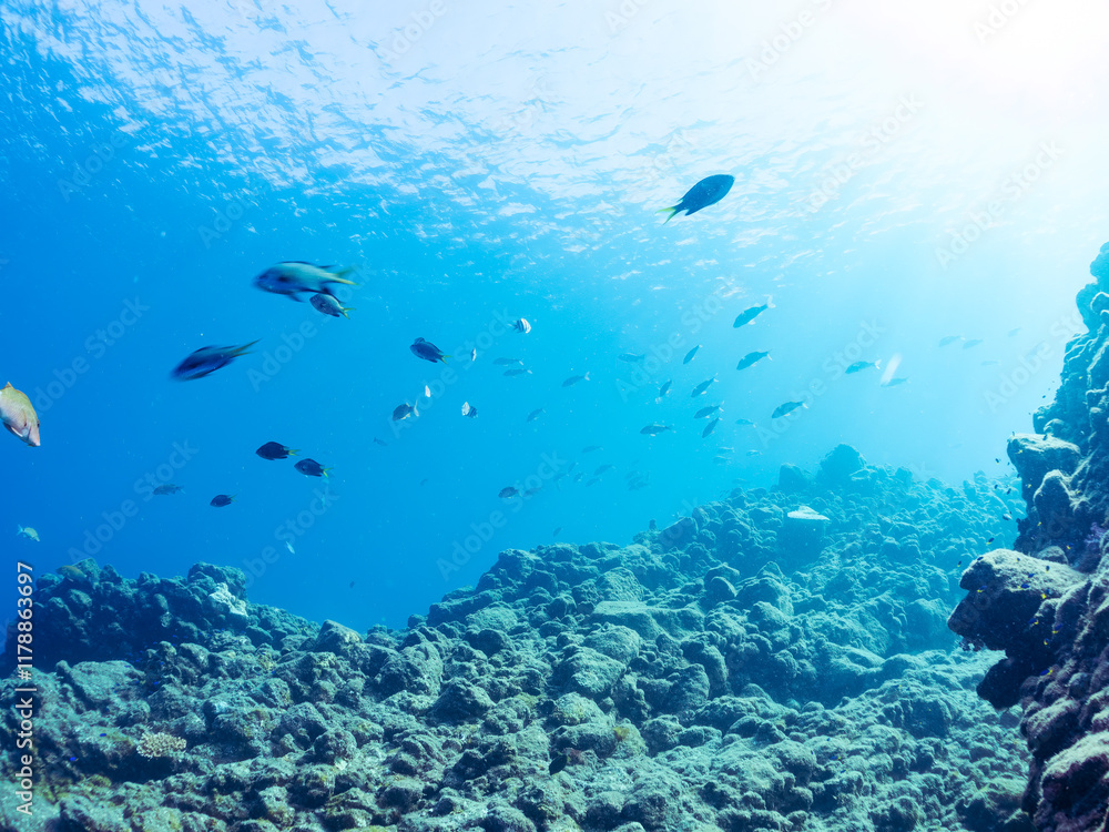 Naklejka premium 美しいアカヒメジ、ホウライヒメジ（ヒメジ科）他の群れ。水面にはスキンダイバーも泳いでいる。英名学名：Yellowfin goatfish (Mulloidichthys vanicolensis) Whitesaddle goatfish, Parupeneus ciliatus 静岡県伊豆半島賀茂郡南伊豆町中木ヒリゾ浜2024年 