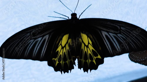 Butterfly Flapping Wings in Park photo