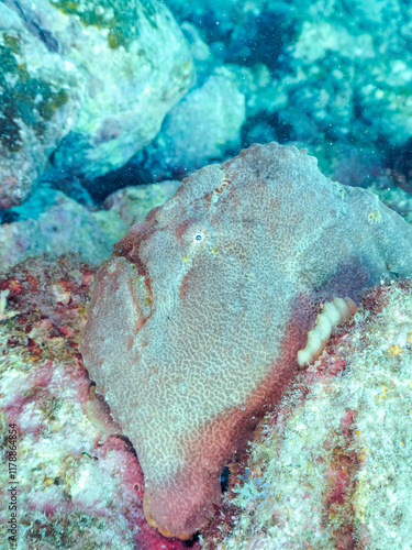 Wallpaper Mural エスカ（触手）を振って魚を呼び寄せて狩る、巨大なオオモンカエルアンコウ（カエルアンコウ科）のペア。
英名学名：Giant Frogfish, Antennarius commersoni
自分よりも大きな獲物でも、１０倍に広がる大きな口で丸呑みにする。
その速度は0.0001秒。生物界最速のハンターである。

静岡県伊豆半島賀茂郡南伊豆町中木ヒリゾ浜2024年
 Torontodigital.ca