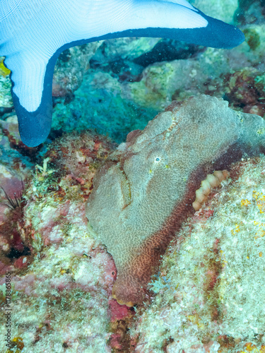 Wallpaper Mural エスカ（触手）を振って魚を呼び寄せて狩る、巨大なオオモンカエルアンコウ（カエルアンコウ科）のペア。
英名学名：Giant Frogfish, Antennarius commersoni
自分よりも大きな獲物でも、１０倍に広がる大きな口で丸呑みにする。
その速度は0.0001秒。生物界最速のハンターである。

静岡県伊豆半島賀茂郡南伊豆町中木ヒリゾ浜2024年
 Torontodigital.ca