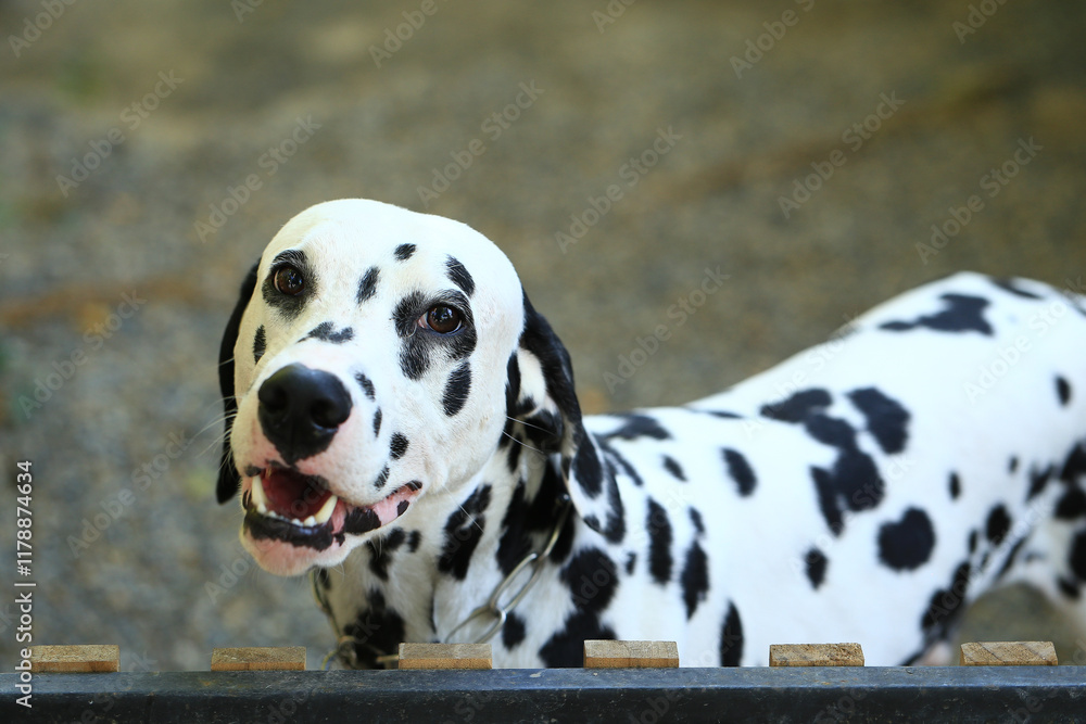 Dalmatian dog  in the garden, beautiful moment 