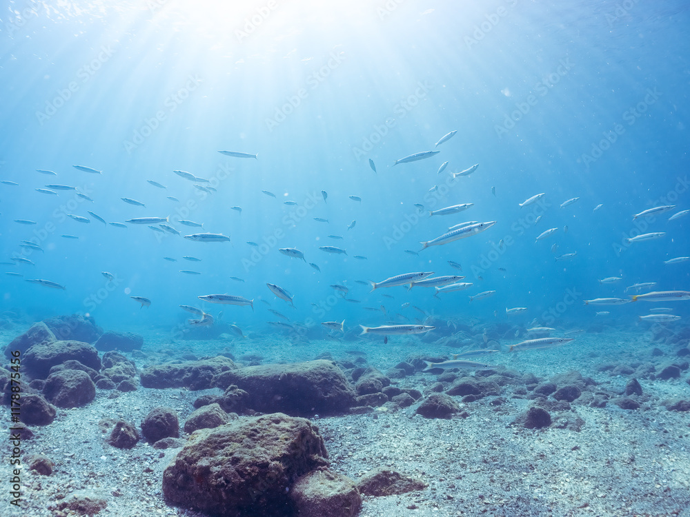 迫力あるタイワンカマス(カマス科)他の群れ。
英名学名:Yellowtail barracuda (Sphyraena obtusata)
静岡県伊豆半島賀茂郡南伊豆町中木ヒリゾ浜2024年
迫力あるタイワンカマス(カマス科)他の群れ。
英名学名:Yellowtail barracuda (Sphyraena obtusata)
静岡県伊豆半島賀茂郡南伊豆町中木ヒリゾ浜2024年