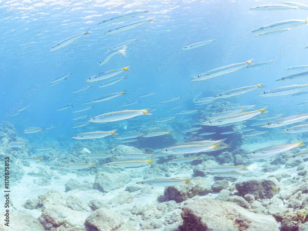 Obraz premium 迫力あるタイワンカマス(カマス科)他の群れ。 英名学名:Yellowtail barracuda (Sphyraena obtusata) 静岡県伊豆半島賀茂郡南伊豆町中木ヒリゾ浜2024年