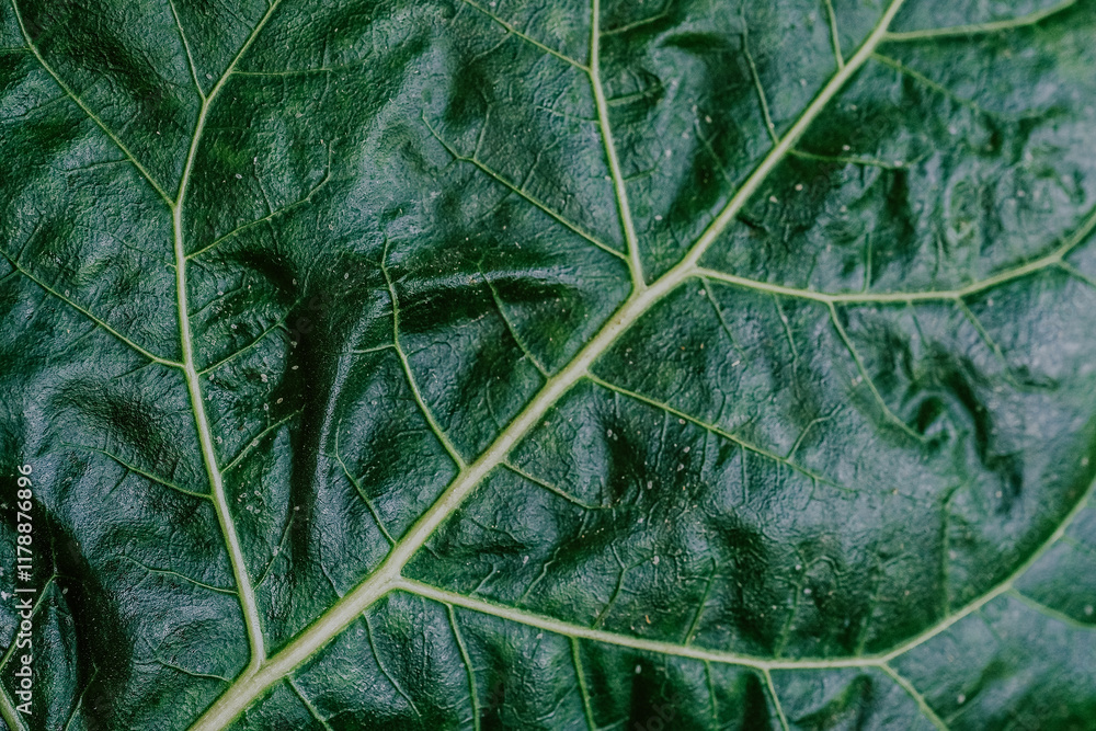 Obraz premium Close-up view of a textured green leaf showcasing its intricate veins under natural light