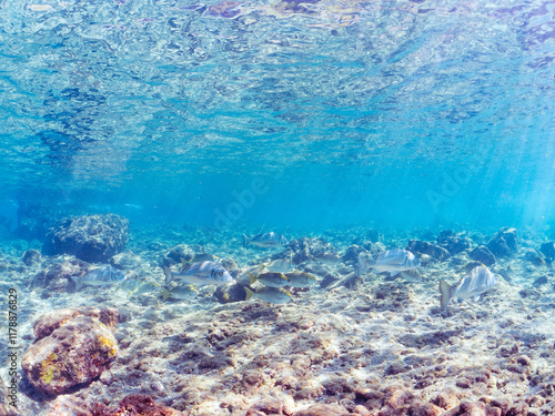 浅瀬に集う、美しく大きなクロダイ、アイゴ、メジナ他の群れの半水面撮影。
英名学名：Japanese Black Sea Bream (Acanthopagrus schlegelii), Rabbitfish (Siganus fuscescens), Largescale Blackfish (Girella punctata)
静岡県伊豆半島賀茂郡南伊豆町中木ヒリゾ浜2024年
 photo