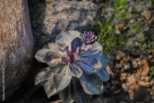 Wallpaper Mural Succulent plant growing naturally among stones in a warm environment during the late afternoon sun Torontodigital.ca