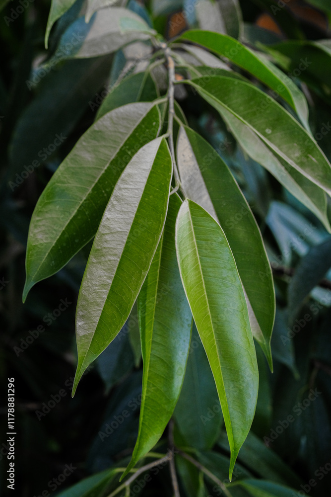Lush green leaves with varied shapes and textures vividly captured in natural sunlight Lush green leaves with varied shapes and textures vividly captured in natural sunlight