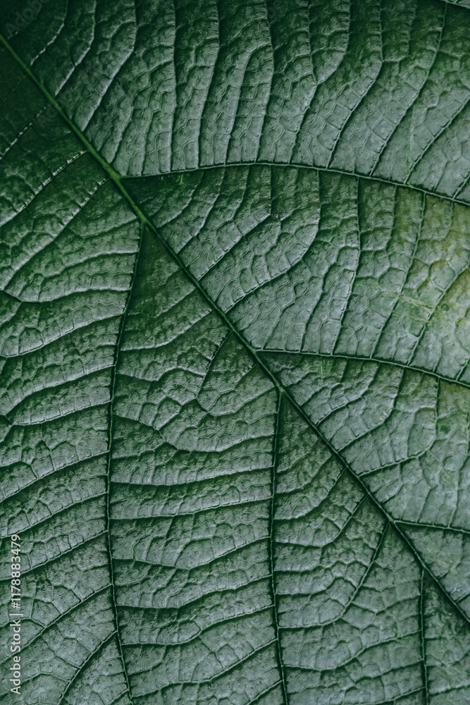 Close-up of a textured green leaf showcasing intricate patterns and veins in natural lighting Close-up of a textured green leaf showcasing intricate patterns and veins in natural lighting