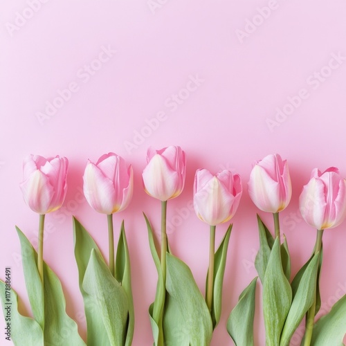 Pink Tulips on Pink Background,