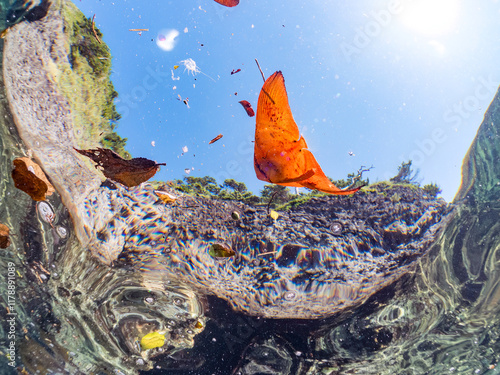 浅瀬を泳ぐ、美しいナンヨウツバメウオ（ツバメウオ属）の幼魚の半水面撮影,
英名学名：Orbicular Batfish (Platax orbicularis) 
静岡県伊豆半島賀茂郡南伊豆町中木ヒリゾ浜2024年
 photo