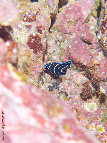 水中洞窟にいる美しいサザナミヤッコ（キンチャクダイ科）の幼魚他。
英名学名：Zebra angelfish (Pomacanthus semicirculatus)
静岡県伊豆半島賀茂郡南伊豆町中木ヒリゾ浜2024年
 photo