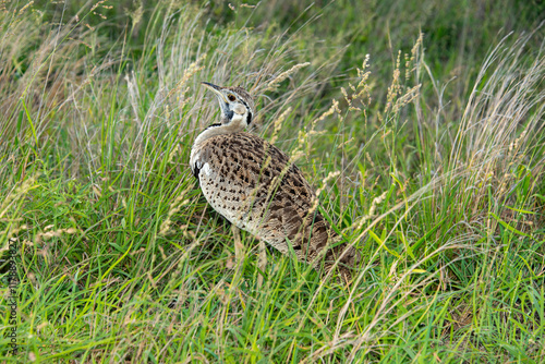 Outarde à ventre noir, eupodotis melanogaster.Lissotis melanogaster, Black bellied Bustard photo