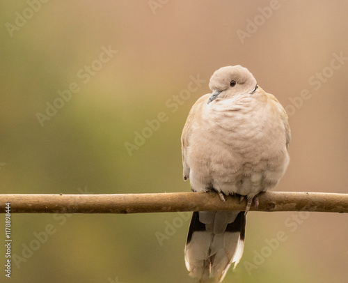 portrait d'une très jolie colombe dans un bokeh magnifique et très artistique
