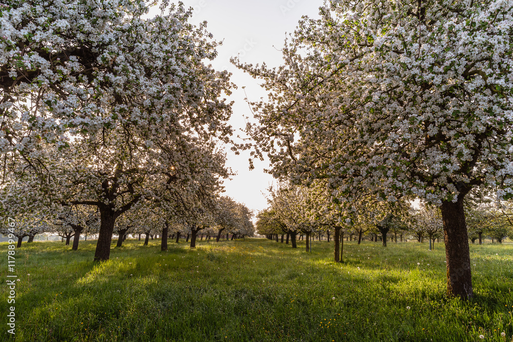 Row of blooming apple trees on a meadow orchard in morning light, Egnach, Canton of Thurgau, Switzerland