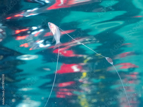 美しいハナスズキ（ハタ科）の幼魚。
極稀に海流に乗って浮遊してくる、非常に希少な深海魚である。
英名学名：Brownspotted yellow bass, Liopropoma maculatum
静岡県伊豆半島賀茂郡南伊豆町中木ヒリゾ浜2024年
 photo