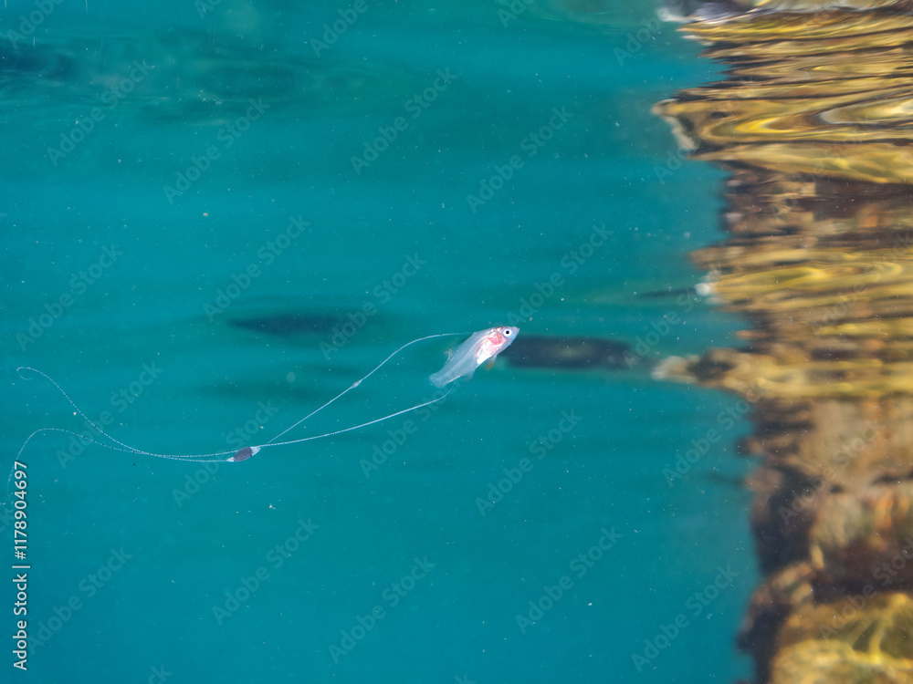 美しいハナスズキ(ハタ科)の幼魚。
極稀に海流に乗って浮遊してくる、非常に希少な深海魚である。
英名学名:Brownspotted yellow bass, Liopropoma maculatum
静岡県伊豆半島賀茂郡南伊豆町中木ヒリゾ浜2024年
美しいハナスズキ(ハタ科)の幼魚。
極稀に海流に乗って浮遊してくる、非常に希少な深海魚である。
英名学名:Brownspotted yellow bass, Liopropoma maculatum
静岡県伊豆半島賀茂郡南伊豆町中木ヒリゾ浜2024年