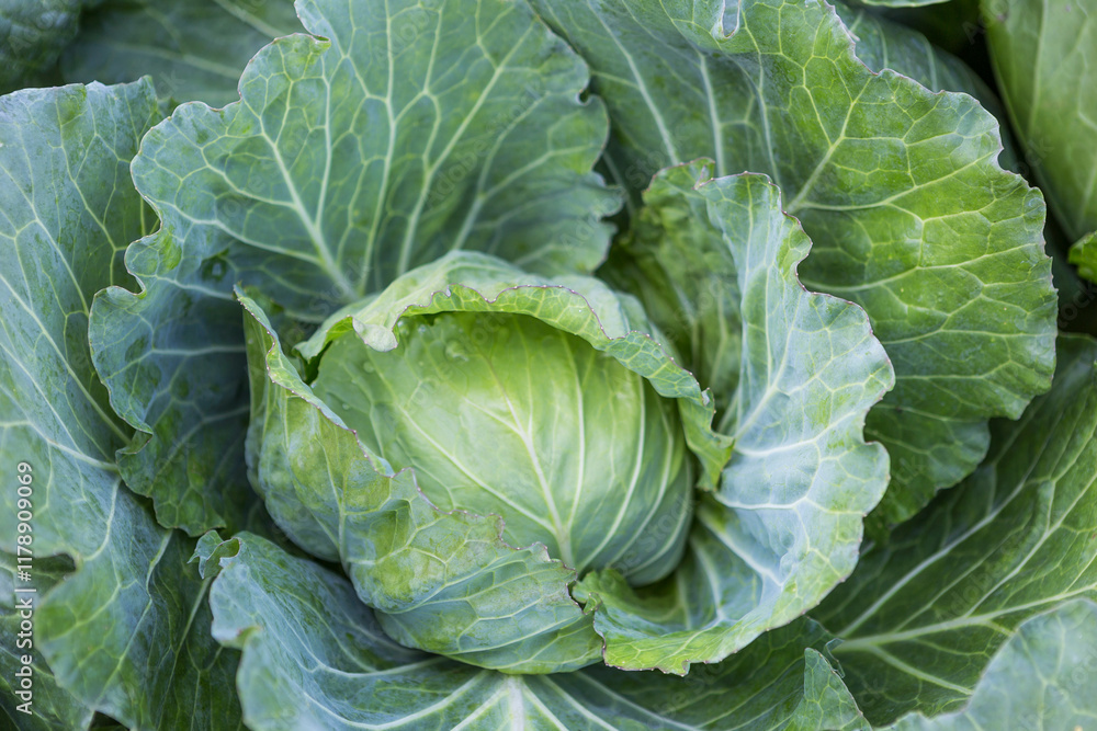 Closeup fresh young cabbage from top view, organic vegetable garden, outdoor day light Closeup fresh young cabbage from top view, organic vegetable garden, outdoor day light