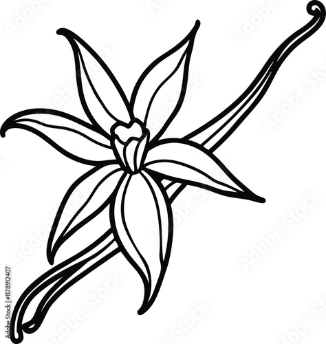 Detailed hand-drawn vector illustration of vanilla orchid flowers with sticks