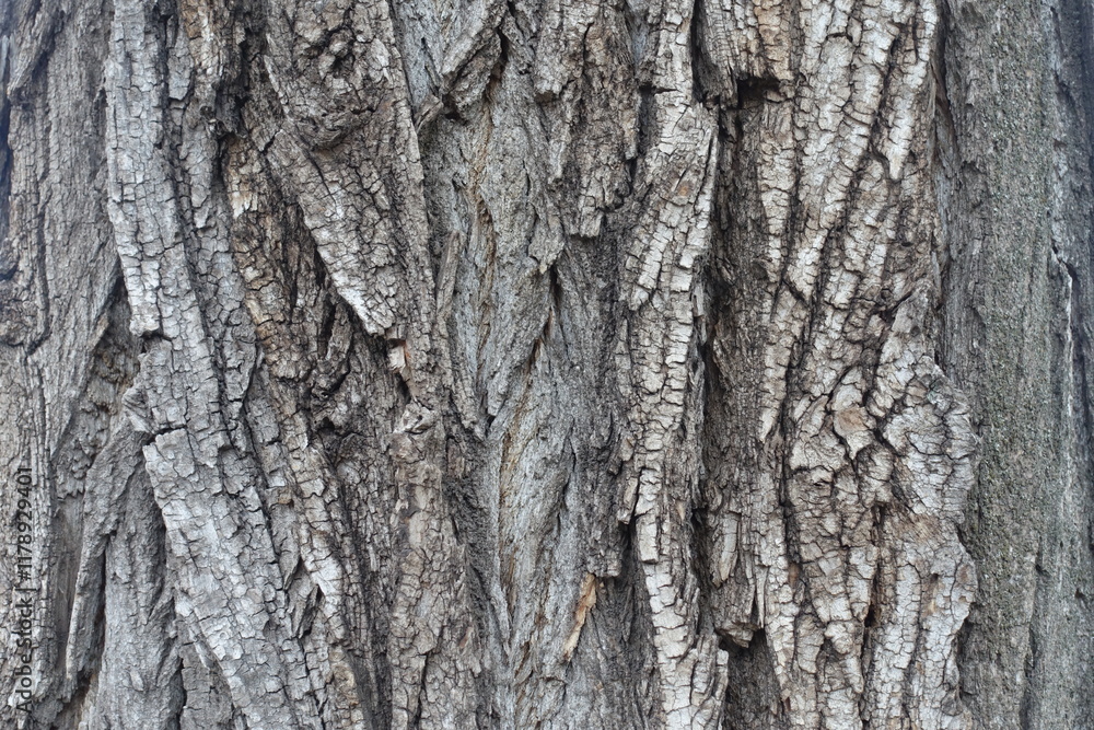 Texture of dry bark of cottonwood poplar tree Texture of dry bark of cottonwood poplar tree