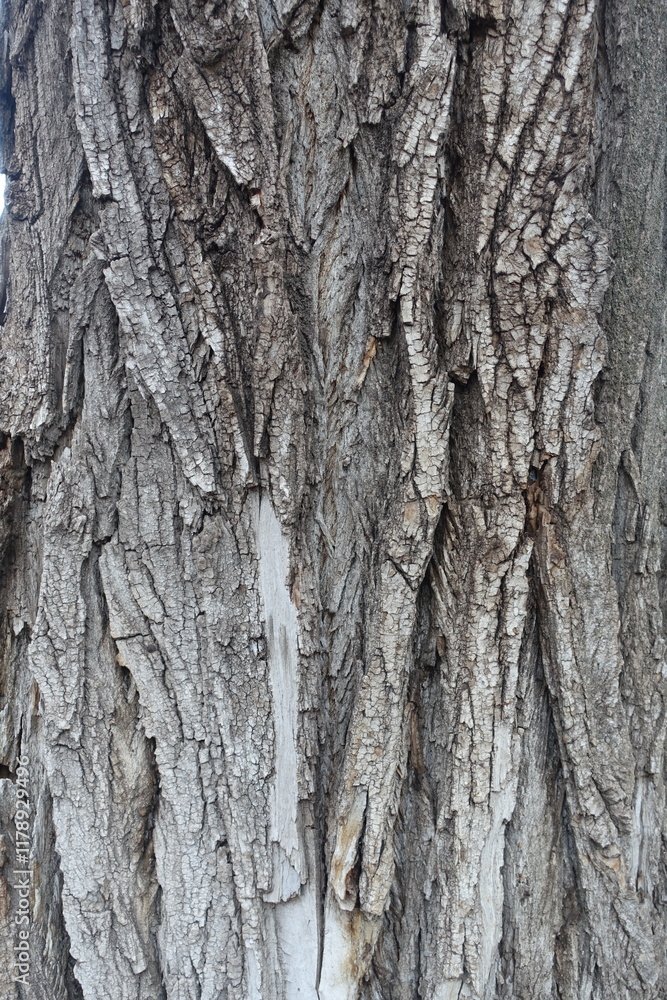 Uneven surface of dry grey bark of cottonwood poplar tree Uneven surface of dry grey bark of cottonwood poplar tree