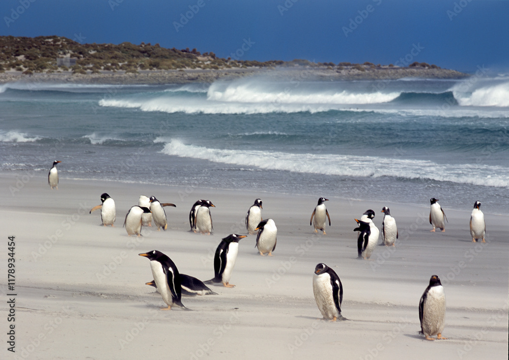 Obraz premium Manchot papou, .Pygoscelis papua, Gentoo Penguin, Iles Falkland