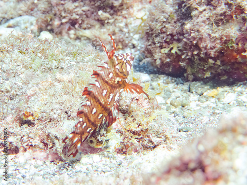 可愛いオビテンスモドキ（ベラ科）の幼魚他。
英名学名：Rockmover wrasse, Novaculichthys taeniourus

静岡県伊豆半島賀茂郡南伊豆町中木ヒリゾ浜2024年
 photo