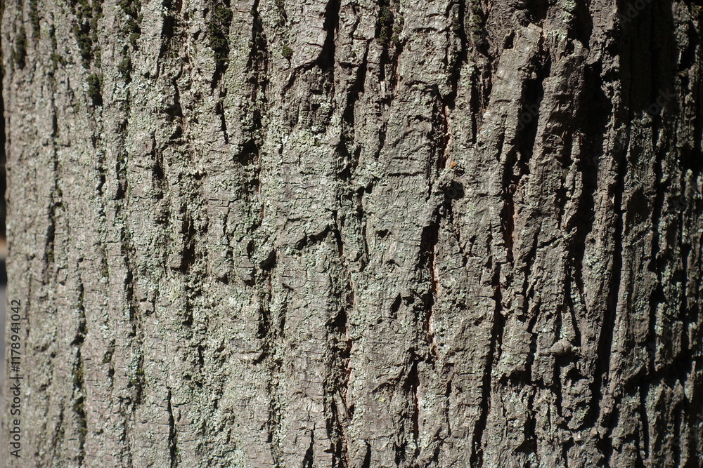 Obraz premium Closeup of grey bark of common linden tree