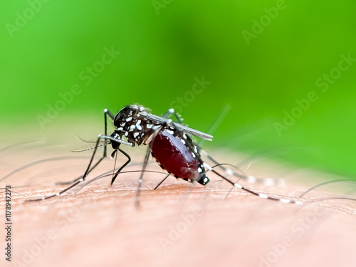 Mosquitoes suck blood in the human body, Aedes albopictus mosquitoes suck blood