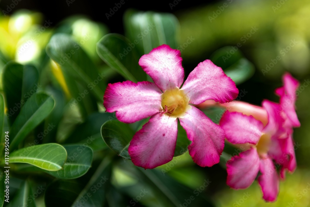 Fototapeta premium Close-up of vibrant pink flowers and green leaves.