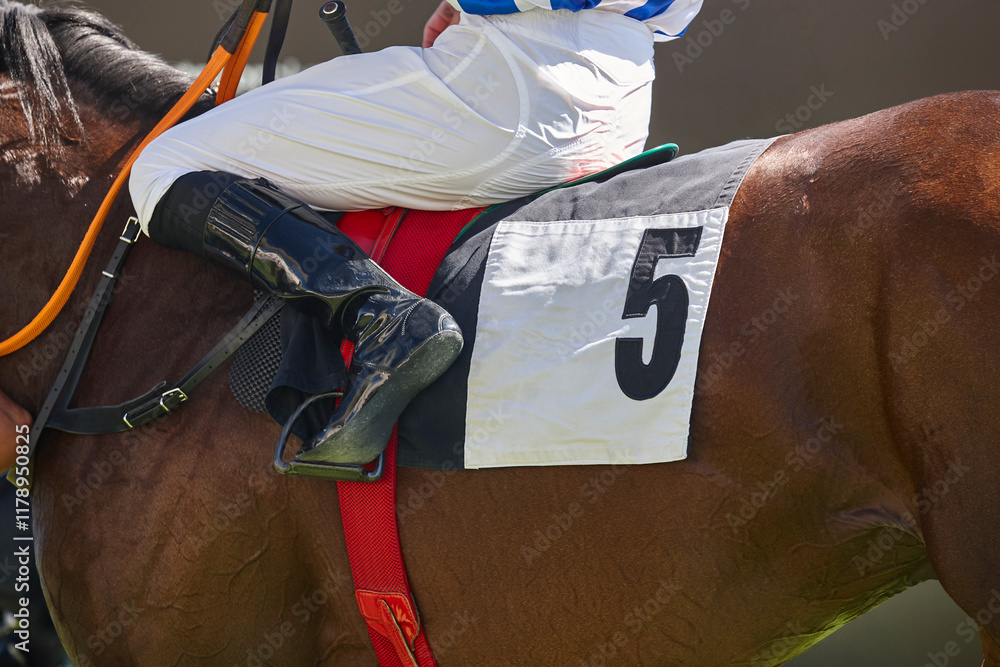 Race horse with jockey detail. Purebred in the hippodrome. Turf
