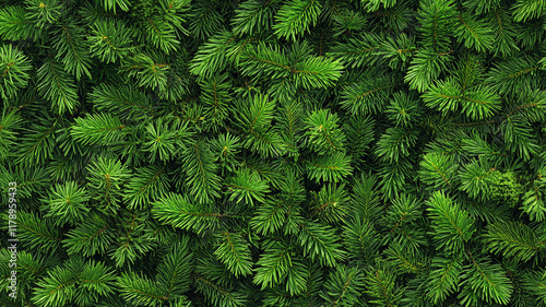 Banner with Dense green pine foliage texture, dark moody fir tree branches background