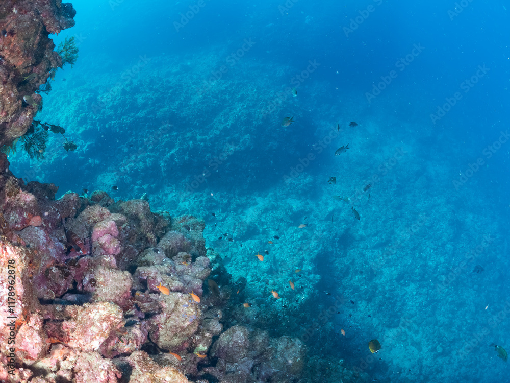 Fototapeta premium ウミトサカとキンギョハナダイ、ソラスズメダイ、キホシスズメダイ他群れ 英名学名:Sea Goldie, Pseudanthias squamipinnis Northern yellow-spotted chromis, Chromis yamakawai Heavenly Damselfish, Pomacentrus coelestis Alcyonacea 伊豆半島賀茂郡南伊豆町中木ヒリゾ浜
