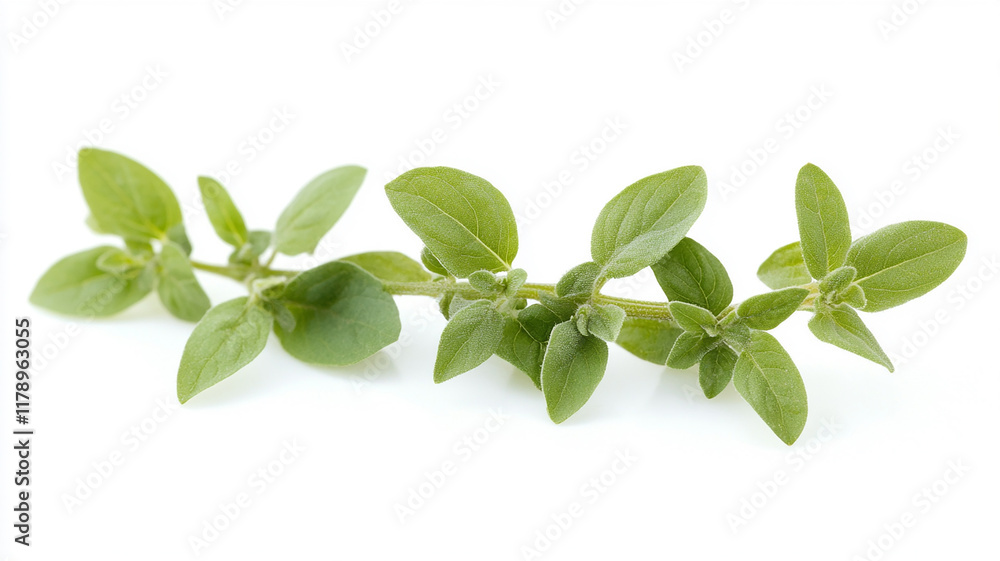 Basil close-up, isolated on a white background Basil close-up, isolated on a white background