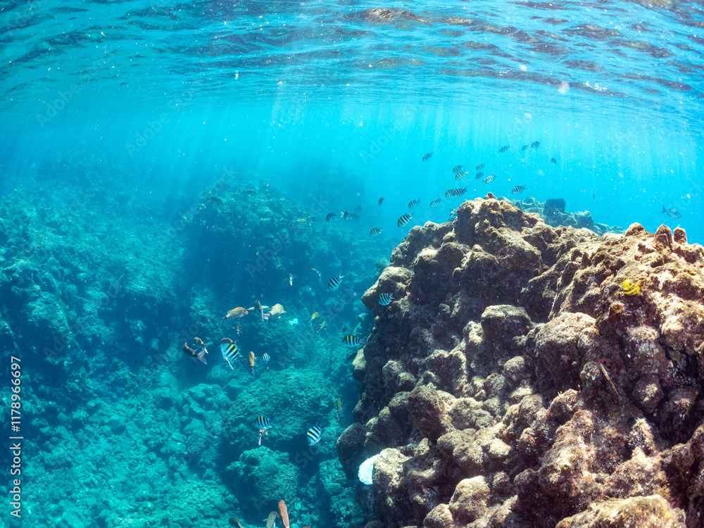 Fototapeta premium 美しいオヤビッチャ(スズメダイ科)、ホウライヒメジ(ヒメジ科)他の群れ。 英名学名:Sergeant Major, Abudefduf vaigiensis, Whitesaddle goatfish, Parupeneus ciliatus 静岡県伊豆半島賀茂郡南伊豆町中木ヒリゾ浜2024年