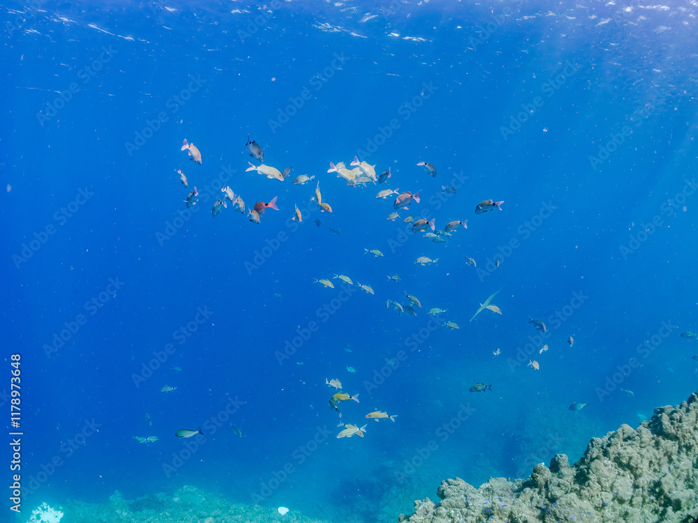 Obraz premium 美しいアカヒメジ、ホウライヒメジ（ヒメジ科）他の群れ。 英名学名：Yellowfin goatfish (Mulloidichthys vanicolensis) Whitesaddle goatfish, Parupeneus ciliatus 静岡県伊豆半島賀茂郡南伊豆町中木ヒリゾ浜2024年 
