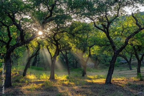 Sunbeams illuminate morning forest grove, hills background, nature scene photo