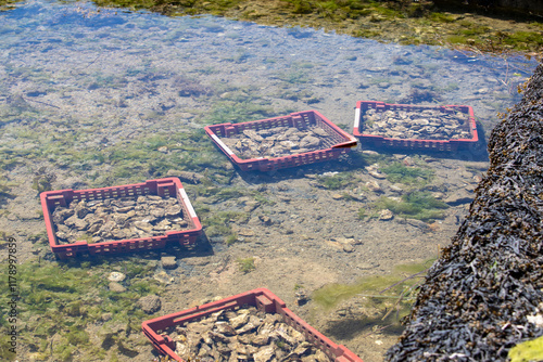 Ensemble d'huîtres dans des caisses rouge immergées dans l'eau. Les caisses sont posées dans des bassins de culture. photo