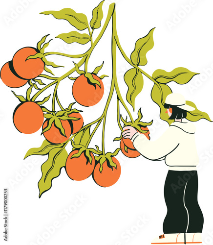 Man Harvesting a Giant Tomato Illustration