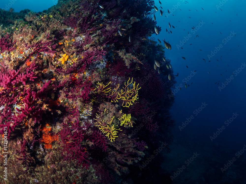 Fototapeta premium abundance of wild fish swimming together underwater near rough rocky reef covered with colorful coral in deep clear blue sea, concept of seascape and underwater wildlife