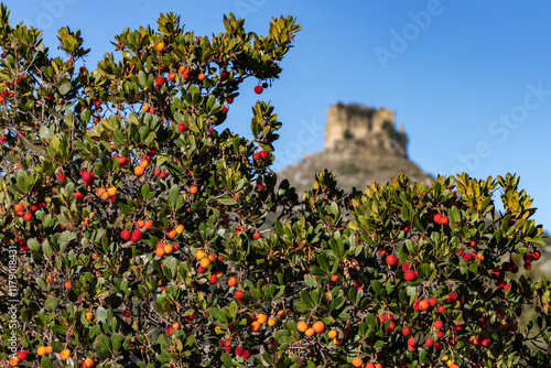 plant full of strawberry trees (Arbutus unedo) on the Supramonte. Ogliastra, Sardinia, Italy photo