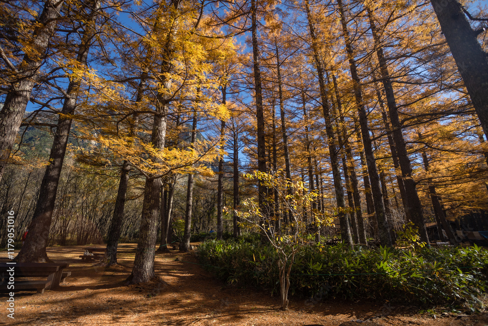 Fototapeta premium Kamikochi has a beautiful atmosphere, with mountains,wildlife and streams, and good weather, especially during the autumn foliage season, part of the Japan Alps, Nagano