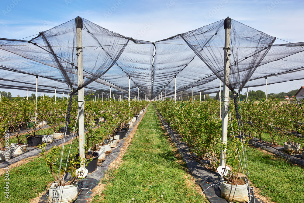 Obraz premium Blueberries organic farm with hail protective netting.