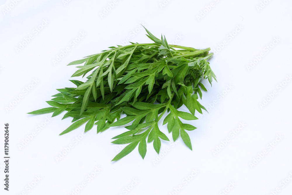 Kenikir leaves (cosmos caudatus) isolated white background Kenikir leaves (cosmos caudatus) isolated white background