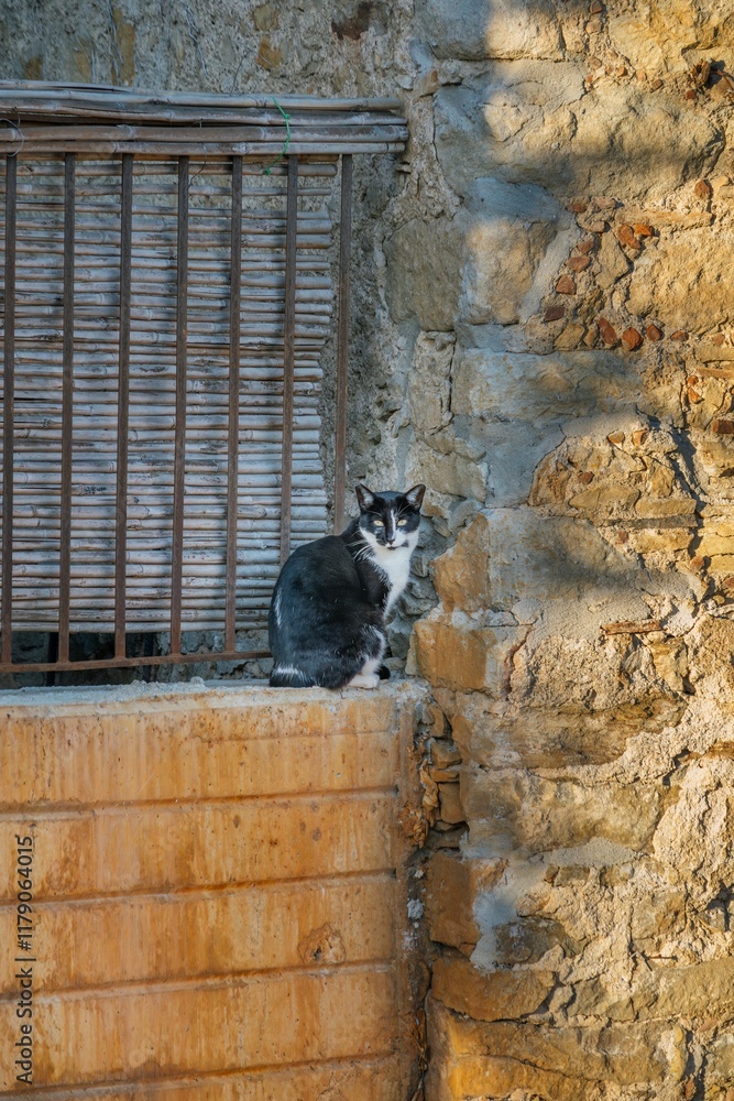 Black and White Cat Portrait on Mediterranean Window Ledge. Rustic Stone Architecture with Bamboo Blind and Alert Feline Against Traditional Setting