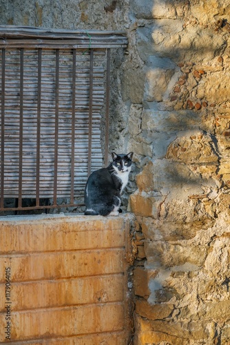 Obraz na płótnie Black and White Cat Portrait on Mediterranean Window Ledge. Rustic Stone Architecture with Bamboo Blind and Alert Feline Against Traditional Setting w salonie